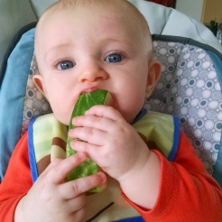 Watermelon has moved up I the world. At least for teething purposes.